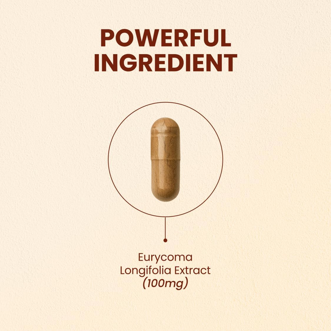 CHOQ Tongkat Ali Extract 100 mg – LJ100 Longjack with 40% Glycosaponins, 30 Vegan Capsules - görsel 2
