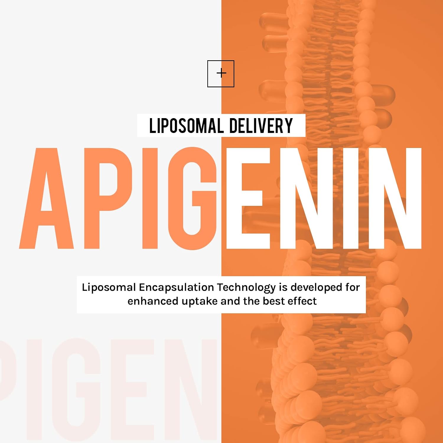 Cenffitio Liposomal Apigenin 500mg - with Fisetin, Quercetin & Theaflavins - 60 Softgels - görsel 2