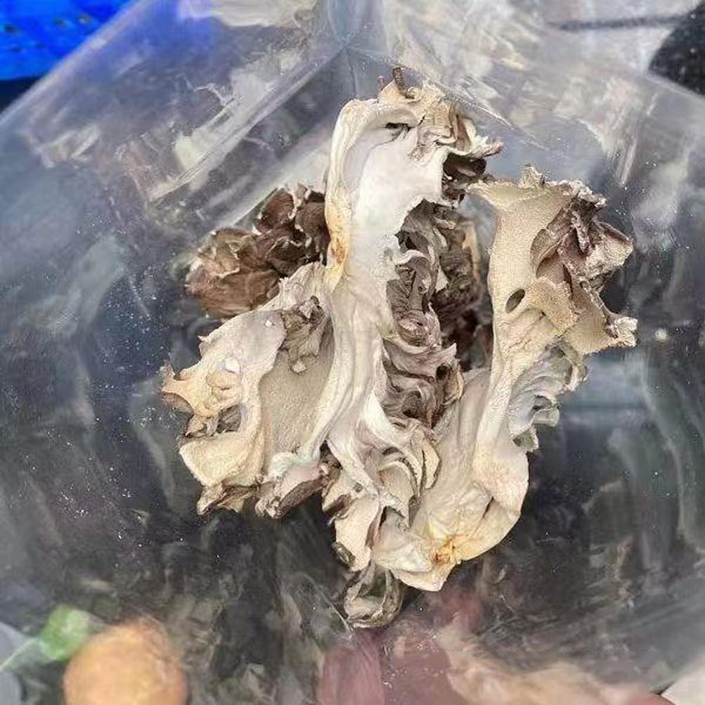 Maitake Mushroom Huishuhua (1000g) - görsel 6