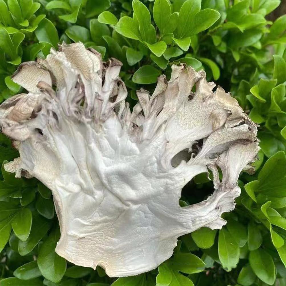 Maitake Mushroom Huishuhua (1000g) - görsel 3