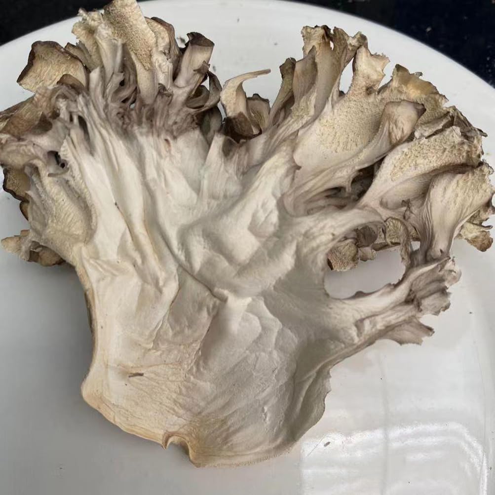 Maitake Mushroom Huishuhua (1000g) - görsel 2