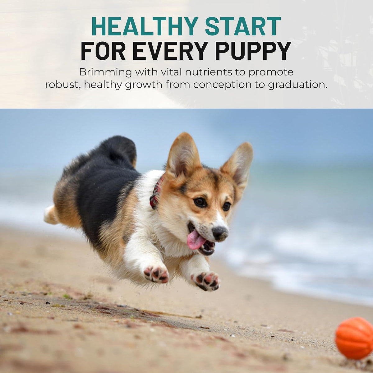 Dog Vitamins and Supplements - Chewable Dog – Calcium : Important for bone strength and muscle function. Calcium – Image 5