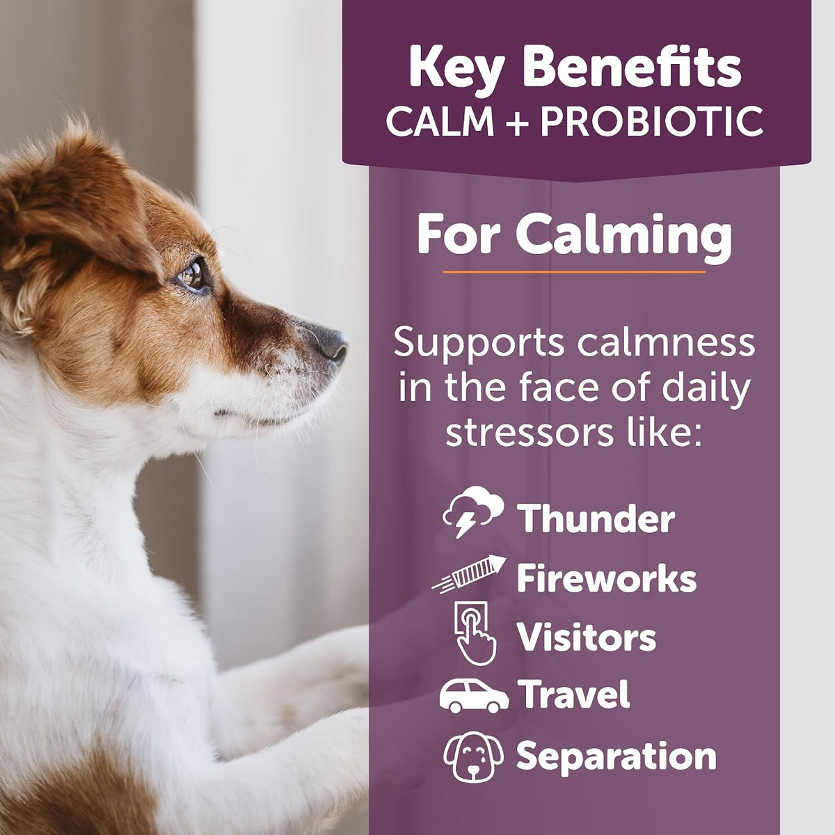 ThunderBites Calm + Probiotics for Dogs – Encourage a calm demeanour – By addressing both gut health and stress – Image 3