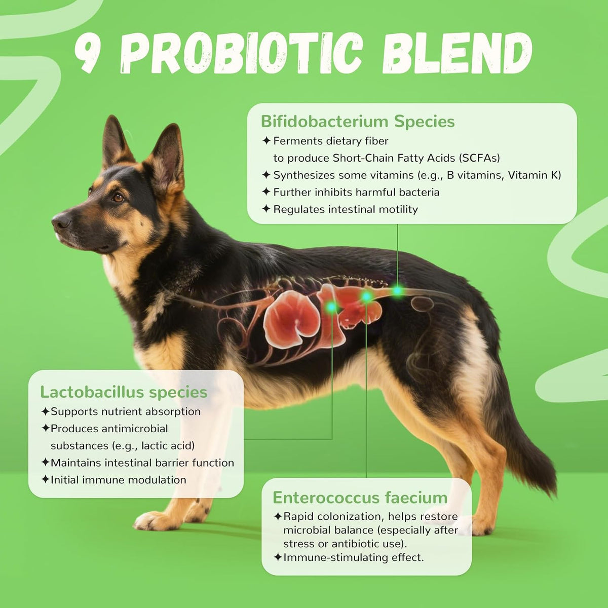 Furrolika 60 Count Probiotics Soft Chews – Beef Flavour Dog Probiotic – Image 3