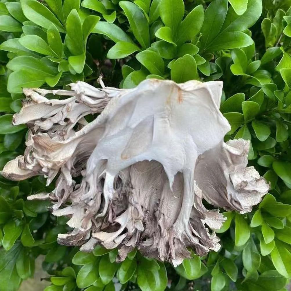 Maitake Mushroom Huishuhua (1000g) - görsel 4