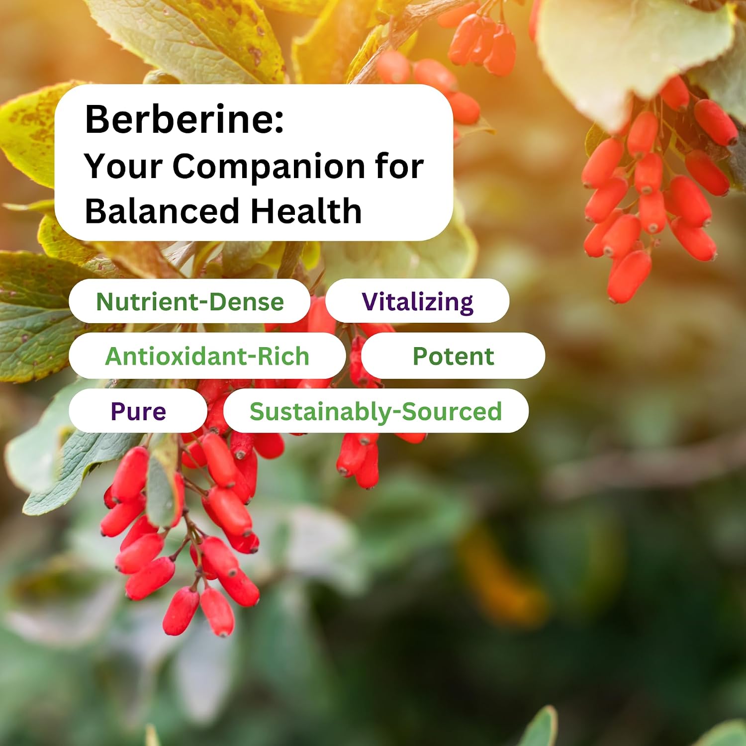 Paradise Herbs Berberine Extract 500 mg – Pure & Potent Supplement, 180 Vegan Capsules - görsel 4