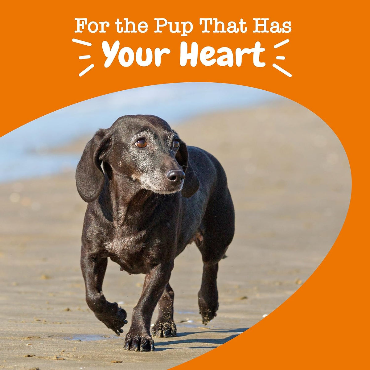 Zesty Paws Cardiovascular Support for Senior – Pumpkin Seed Powder – Offers extra nutrients and may aid digestive – Image 6