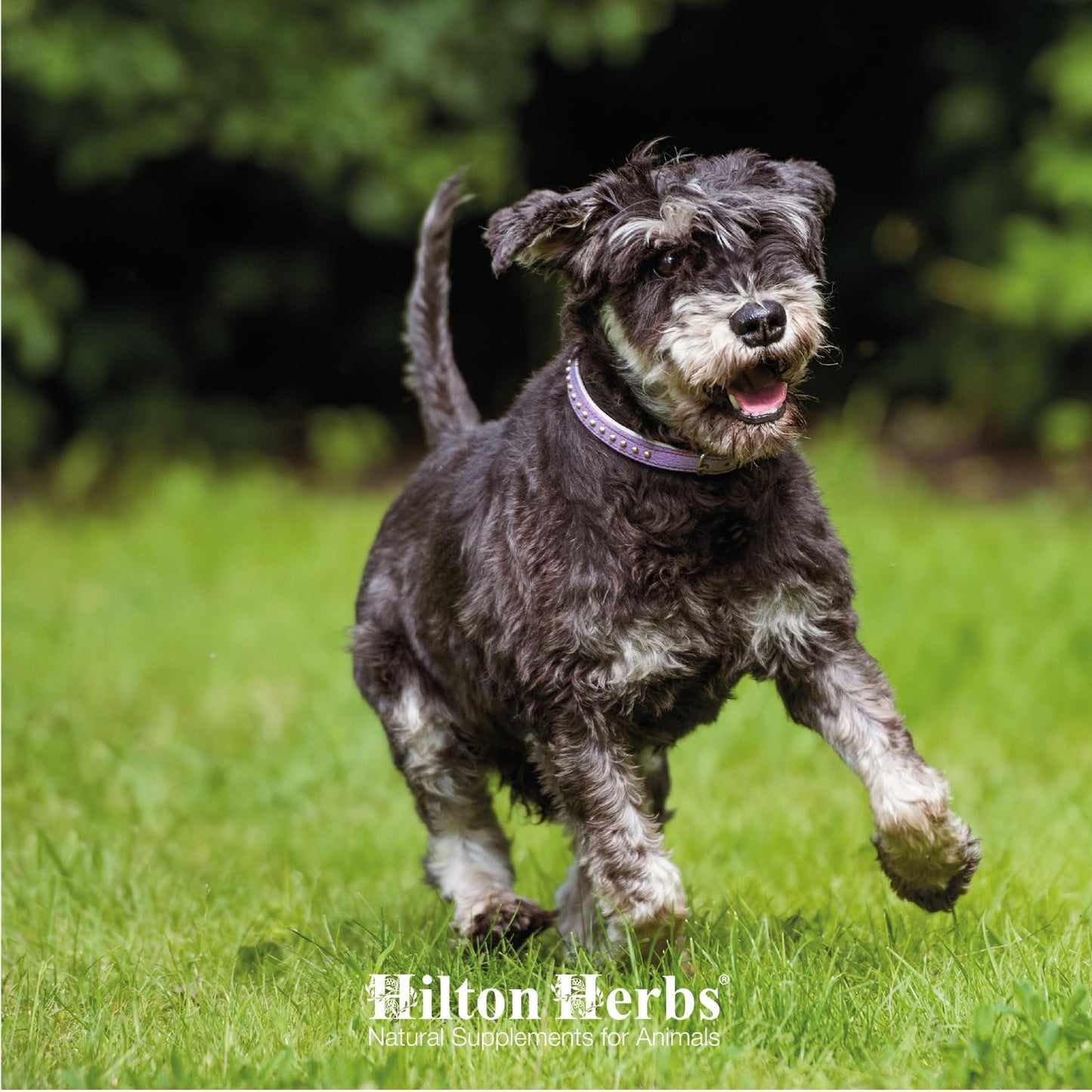 Hilton Herbs Canine Veteran Gold - 454 g - görsel 4