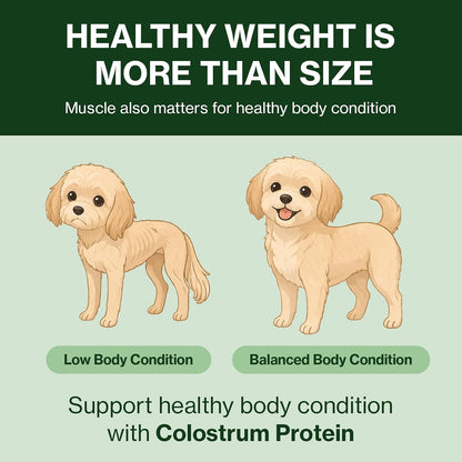 Doctor By Colostrum Protein for Dogs and Puppies – Weight Gain Supplement for Dogs – Muscle Strength and Immune System Support with Colostrum, Whey Protein Isolate, Goat Milk – 30 Tubes
