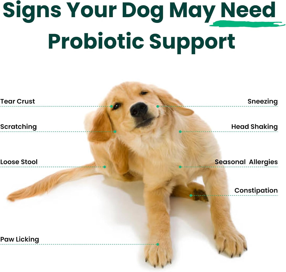 Paw Balance Dog Probiotics and Multivitamin Chews – Digestive Health, Immune Support, Allergy Relief, 60 Soft Chews – Image 4