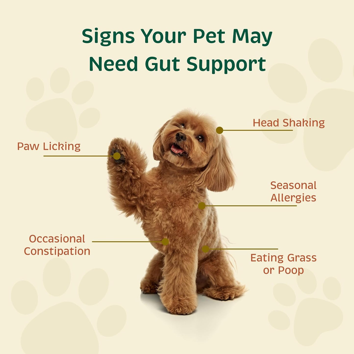 Spirited Paw Probiotic + Gut Health - Digestive and Immune Support for Dogs and Cats - Prebiotic, Probiotic and Postbiotic Pet Care Blend with Organic Buckwheat and Chicory Root Fibre - 90 Capsules - görsel 4
