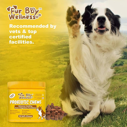Vet Strength Probiotics for Dogs - Fast – CFU Count: Colony-forming units show live bacteria per serving. This – Image 6