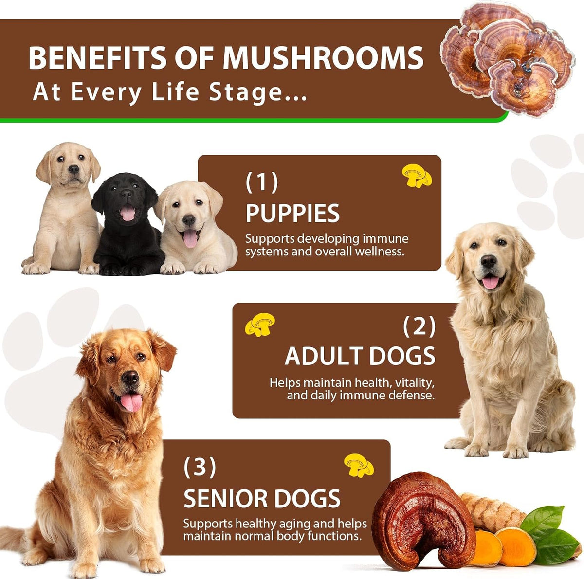 Turkey Tail Mushroom for Dogs, – Turkey Tail Mushroom (fruiting body): A powerful adaptogen that supports immune – Image 6