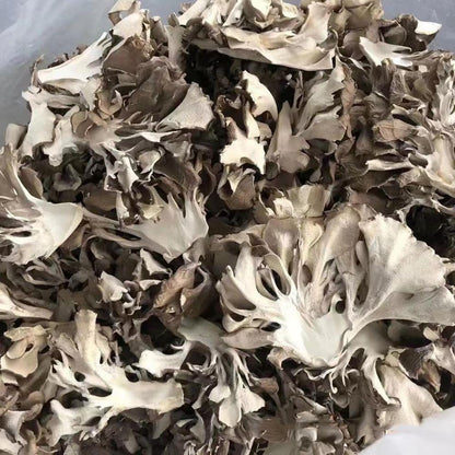 Maitake Mushroom Huishuhua (1000g)