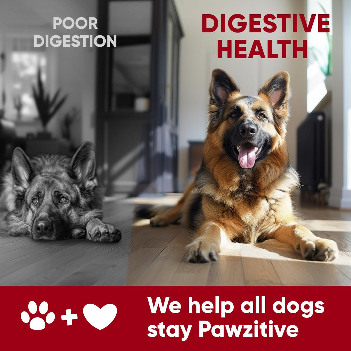 Pawzitive Pets Probiotics for Dogs - – Skin and Coat Health: A balanced gut can lead to less itching and a shinier – Image 7