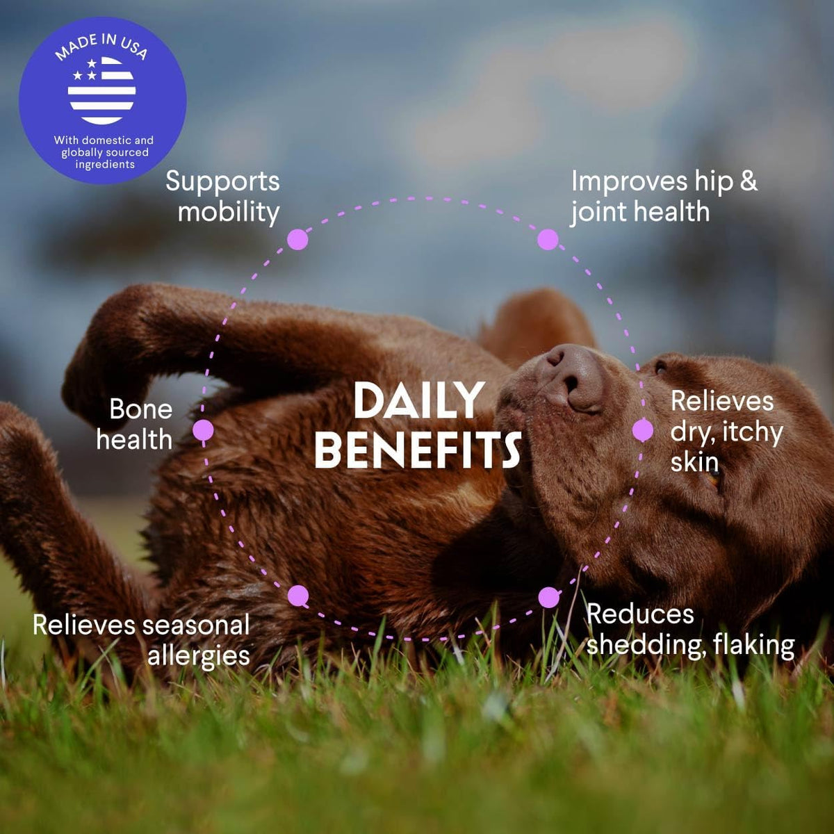 Premium Salmon Oil for Dogs – Pure Norwegian – Joint and Mobility Support: EPA and DHA may help maintain joint – Image 6