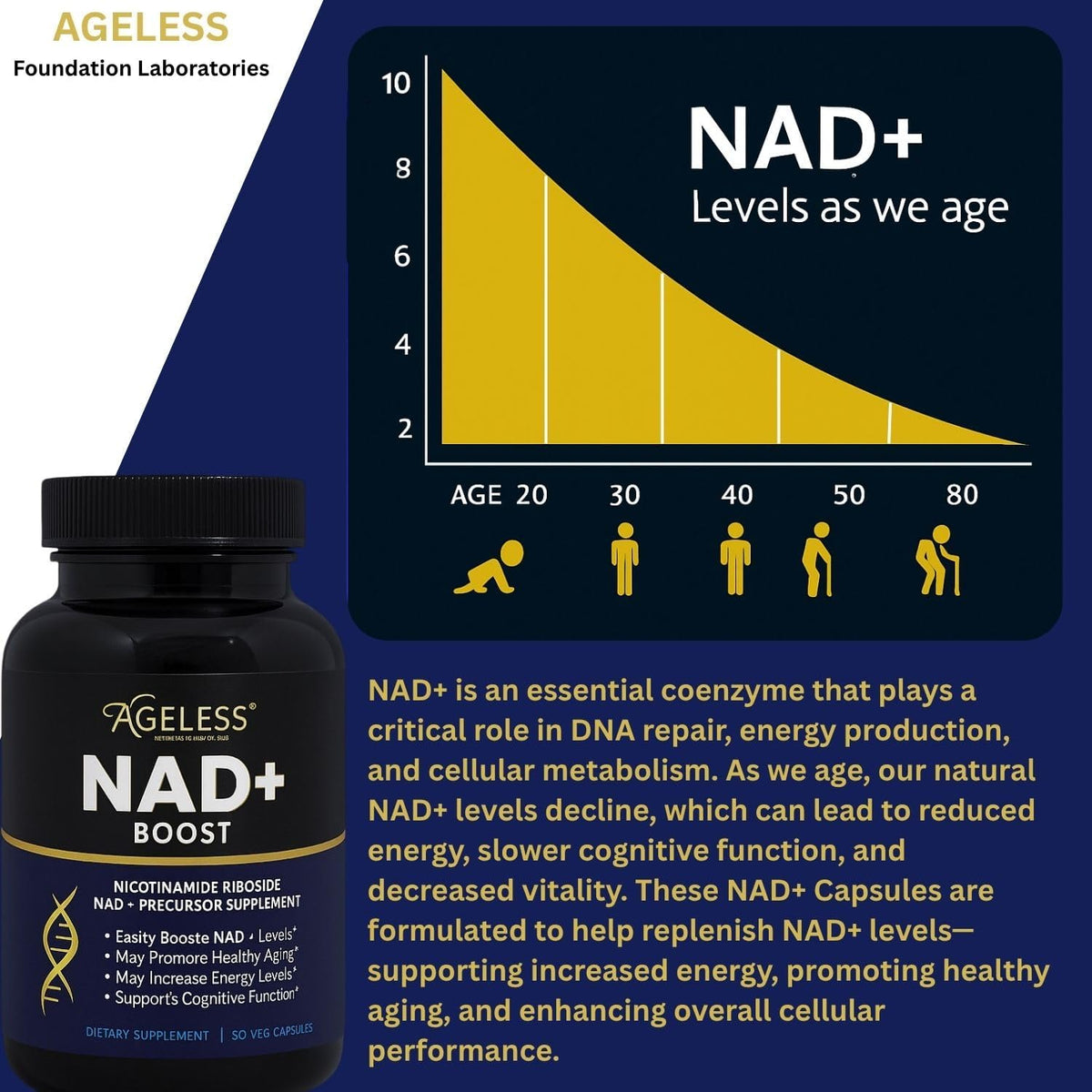 Ageless NAD+ Supplement - Nicotinamide – Body composition: Early research suggests NR may assist with fat – Image 5