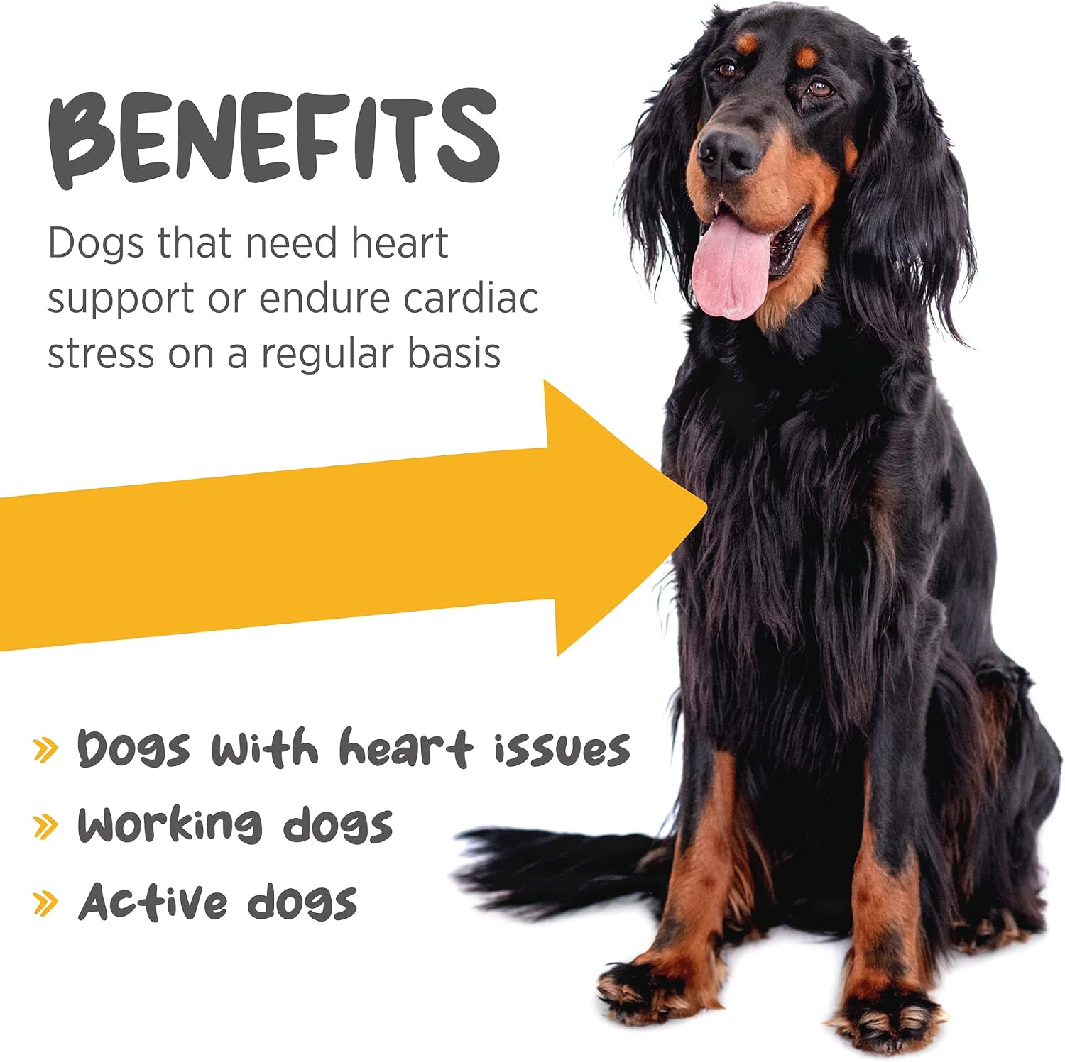 maxxicardio Heart Support for Dogs (Small Size) – Taurine + L-Carnitine + Hawthorn + Ginkgo – Helps Support Circulation, Energy & Stamina – Easy Mix Powder – Made in USA – 91 g - görsel 2