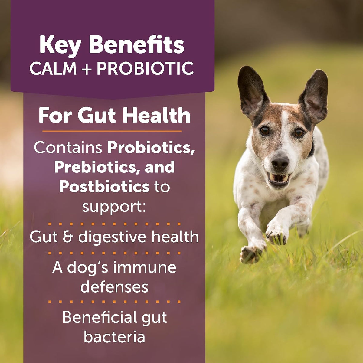 ThunderBites Calm + Probiotics for Dogs – Support immune defence – A healthy gut means a stronger immune system, – Image 2