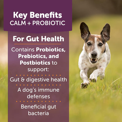 ThunderBites Calm + Probiotics for Dogs – Support immune defence – A healthy gut means a stronger immune system, – Image 2