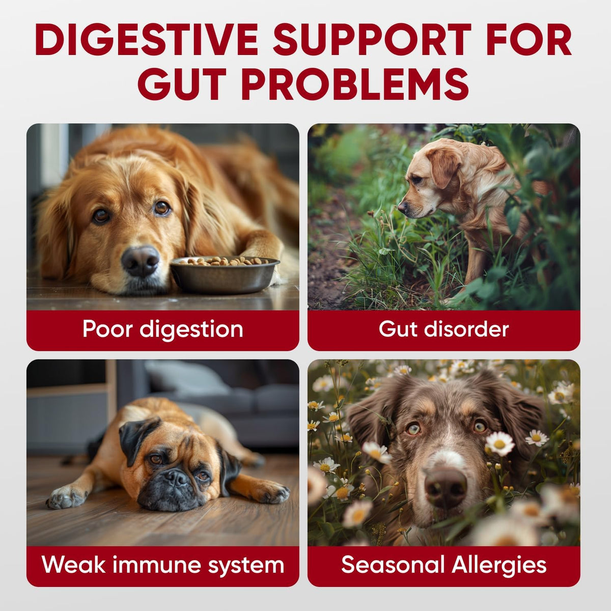 Pawzitive Pets Probiotics for Dogs - – Immune System Support: A happy gut means a stronger immune system. – Image 2