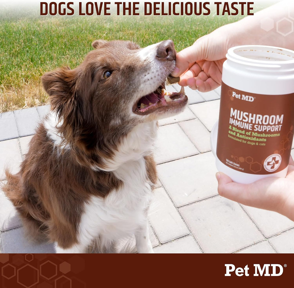 Pet MD Mushroom Immune Support for Dogs & – Turkey Tail Mushroom: Known for immune-modulating properties, rich in – Image 6