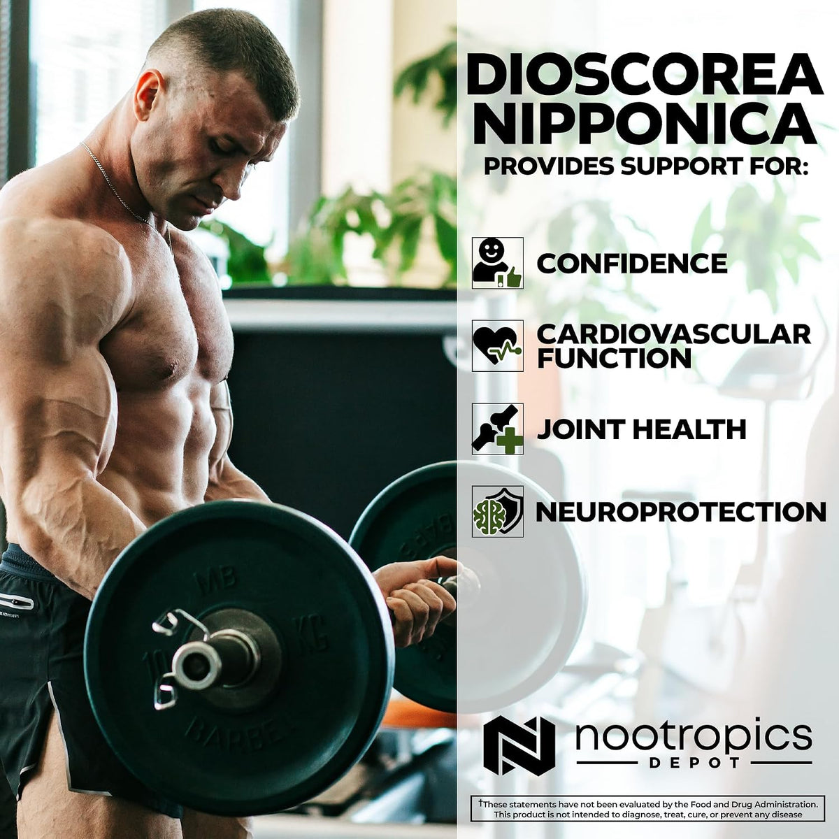 Nootropics Depot Dioscorea nipponica – Antioxidant Activity: The herb is rich in compounds that neutralise free – Image 4