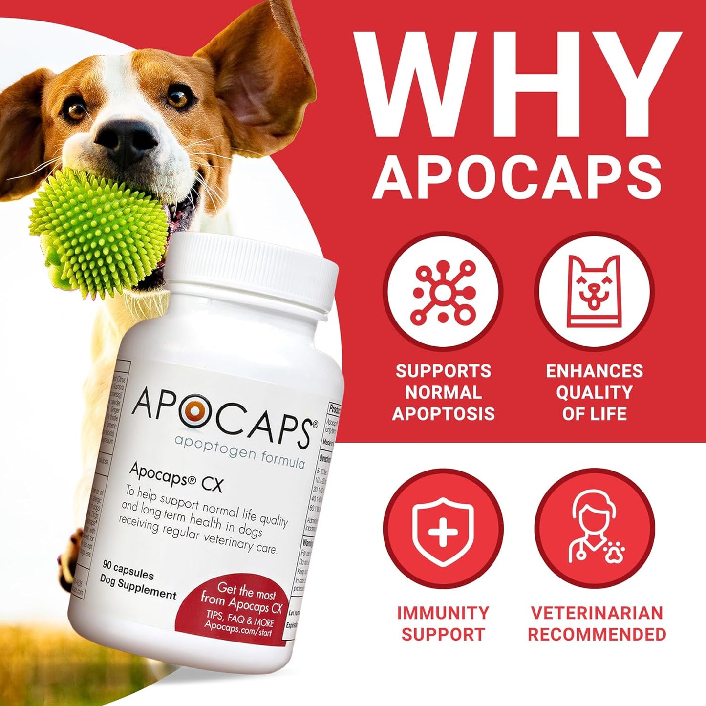Apocaps CX Vet-Formulated Apoptogen Formula for Dogs - Milk Thistle, Turmeric, Apigenin & Luteolin - Supports Normal Apoptosis, Immune & Liver Function - Senior Dogs - 90 Capsules - görsel 2