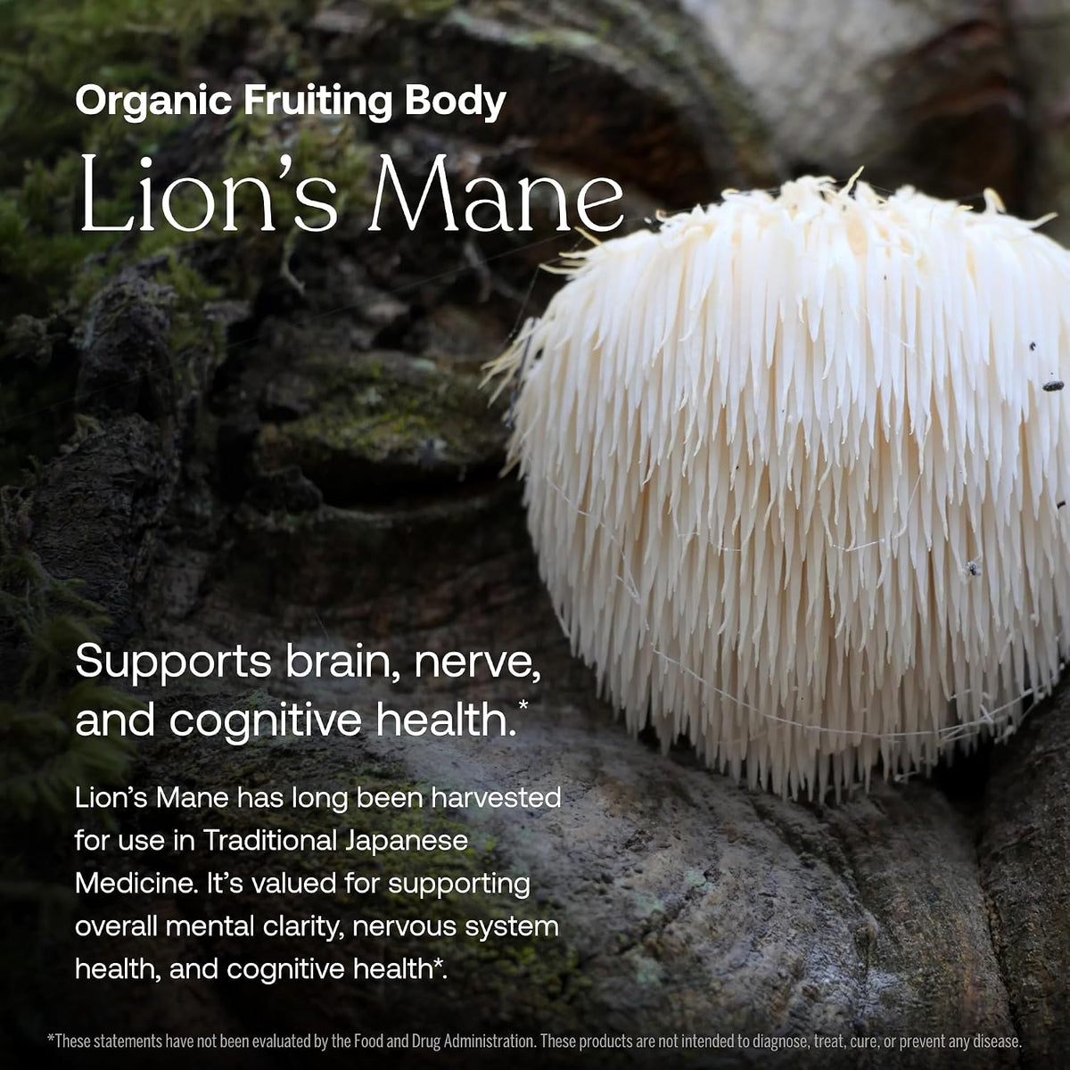 True Grace Daily Men's Multivitamin 50+ - 60 – Organic Lion's Mane Mushroom – Traditionally used to support – Image 5