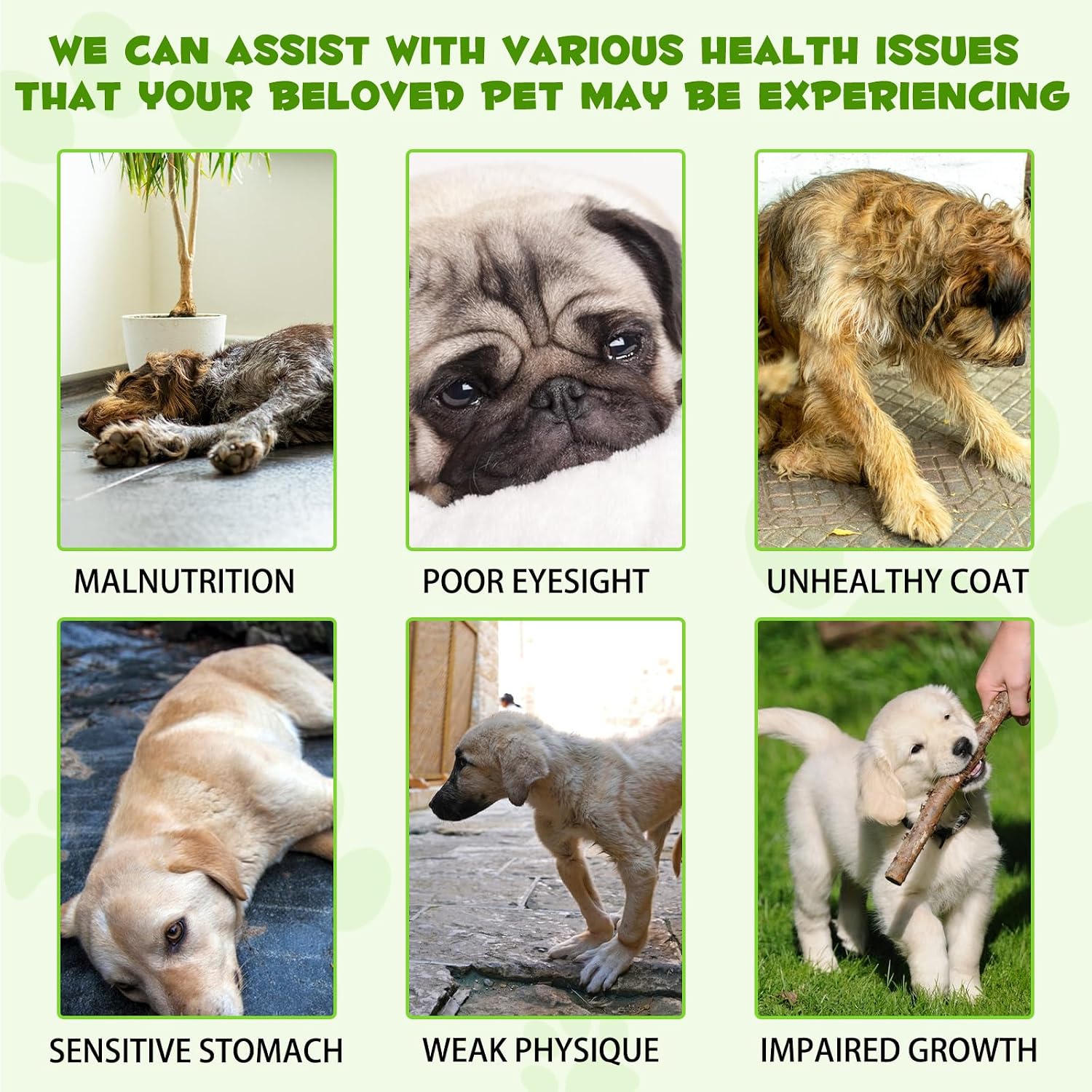 Probiotics for Dogs, 3-in-1 Dog Probiotics, Dog Probiotics for Digestive Support, Dog Probiotic Supplements, Pet Probiotics for Dogs, Liquid Probiotics for Dogs | 59 mL - görsel 4