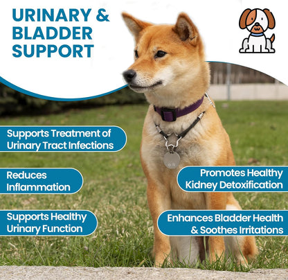 Replenish Urinary Tract Chews for Dogs - Cranberry Extract - 60 Chews