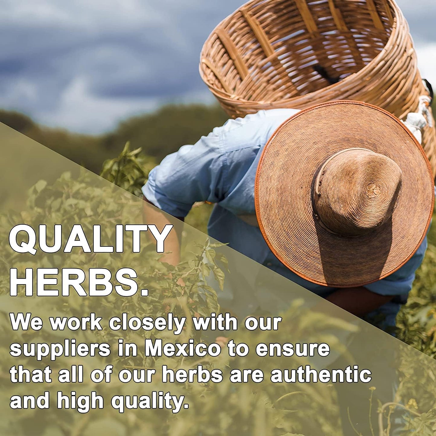 Evergreen Herbs Muicle Capsules – Mexican Honeysuckle Herbal Supplement, 90 Vegetarian Capsules - görsel 1