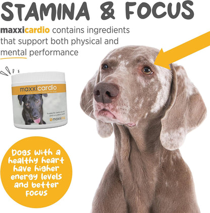 maxxicardio Heart Support for Dogs (Small Size) – Taurine + L-Carnitine + Hawthorn + Ginkgo – Helps Support Circulation, Energy & Stamina – Easy Mix Powder – Made in USA – 91 g