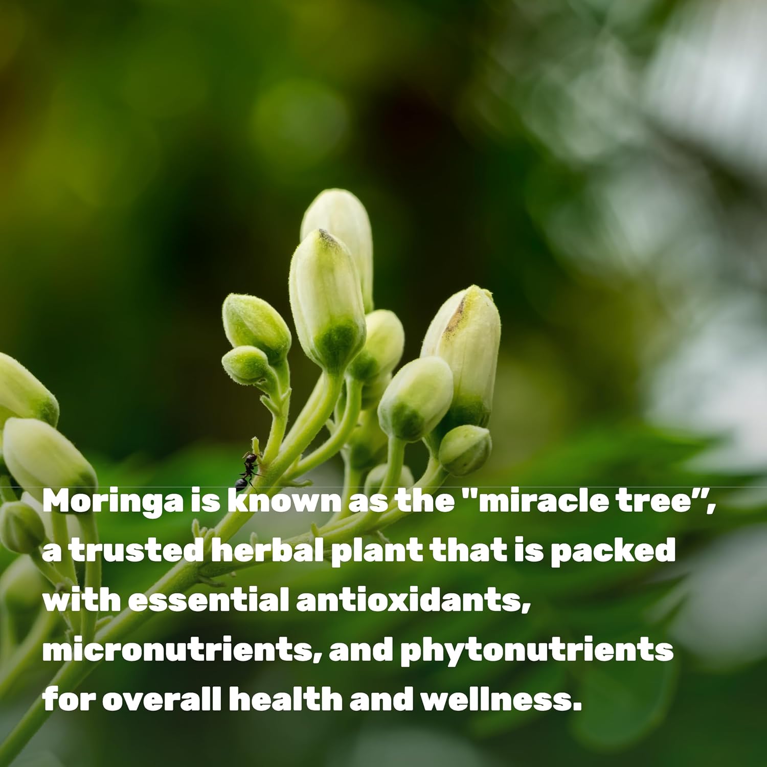 Moringa Capsules 240 Capsules – Maximum Potency Pure Moringa Leaf Extract – Complete Green Superfood Supplement - görsel 4