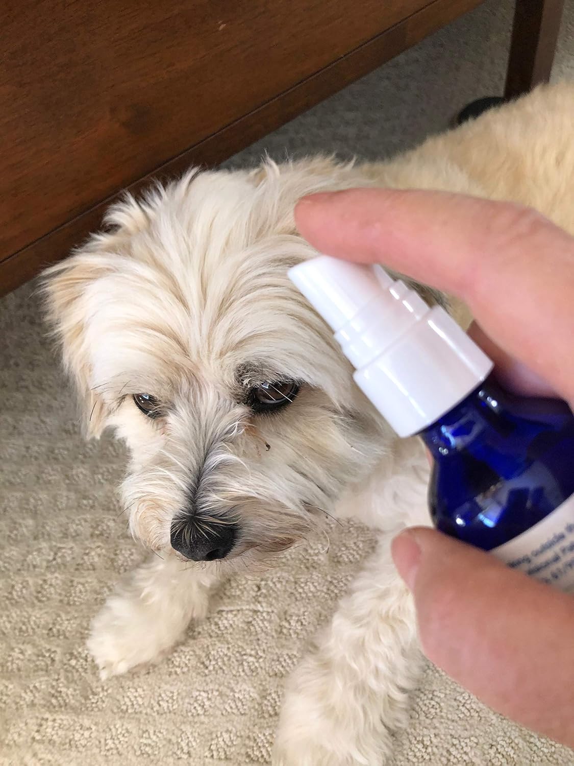 Clarity - Natural, Electrolyte, Odorless Pet Supplement that Improves Cognition and the Thinking Process (Dropper, 30 mL) - görsel 3