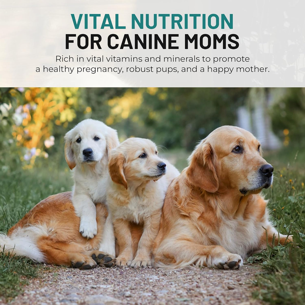 Dog Vitamins and Supplements - Chewable Dog – Zinc : Supports skin health, wound healing, and immune function. – Image 7