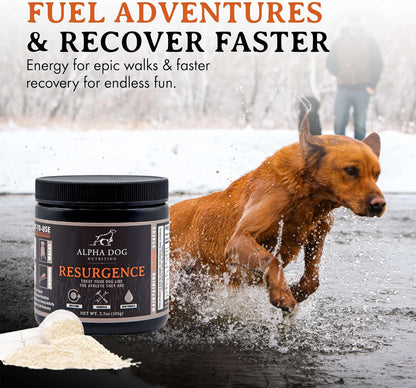 Alpha Dog Nutrition Electrolytes for Dogs – PhD Formulated Hydration Supplement with Beef Flavour for Active Canines