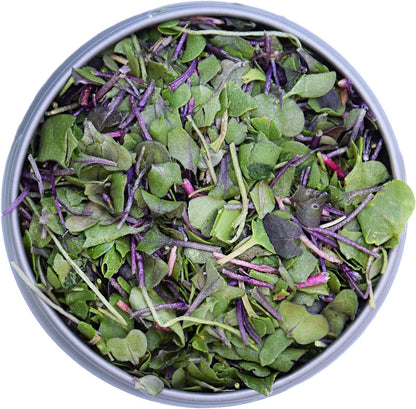 BeMicro Wholefood Microgreens - USA Grown, Small Batch, Nrf2 Activation - Broccoli, Cabbage & Radish Blend (5g)