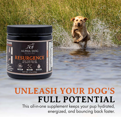 Alpha Dog Nutrition Electrolytes for Dogs – PhD Formulated Hydration Supplement with Beef Flavour for Active Canines