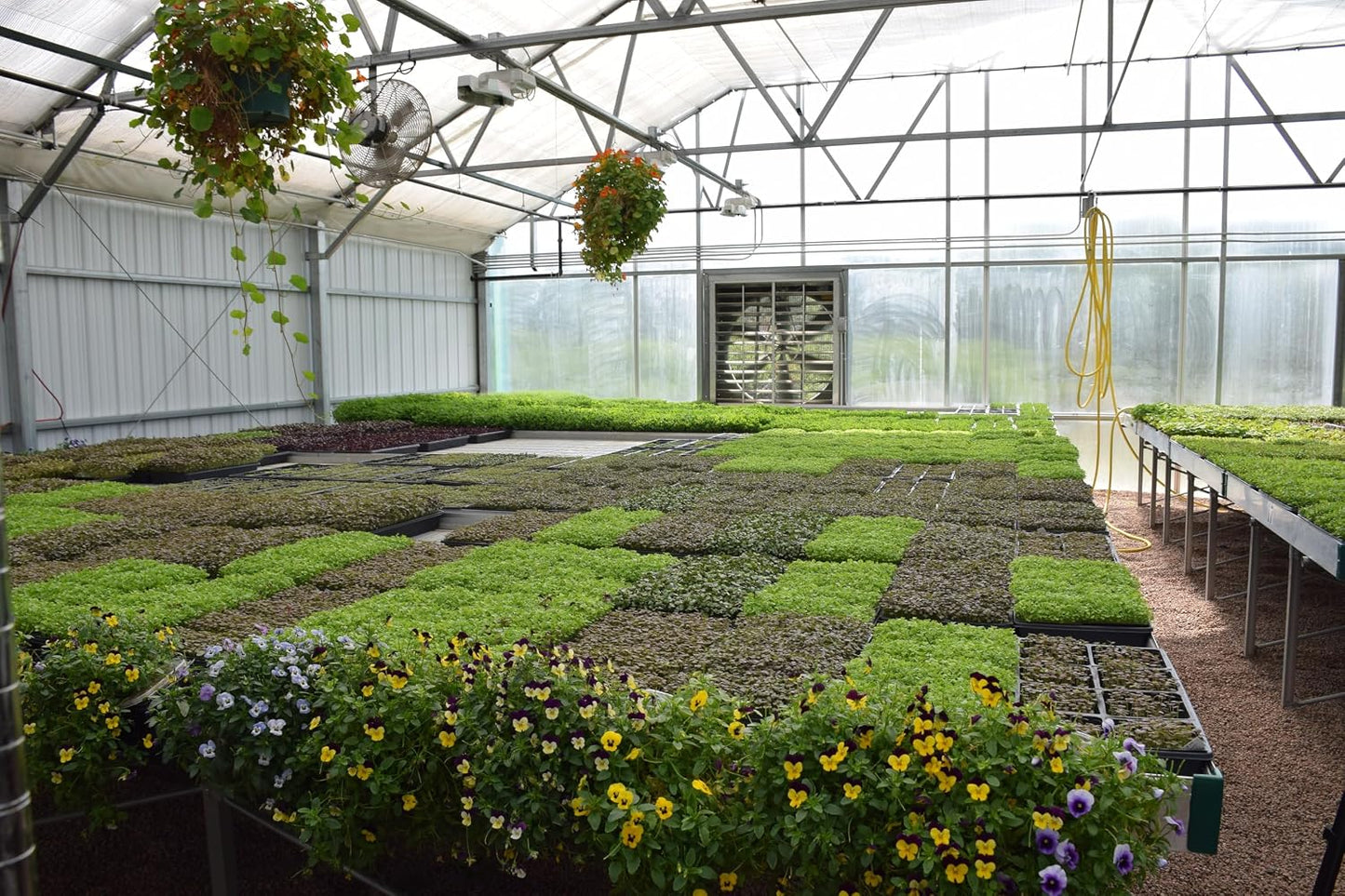 BeMicro Wholefood Microgreens - USA Grown, Small Batch, Nrf2 Activation - Broccoli, Cabbage & Radish Blend (5g) - görsel 5