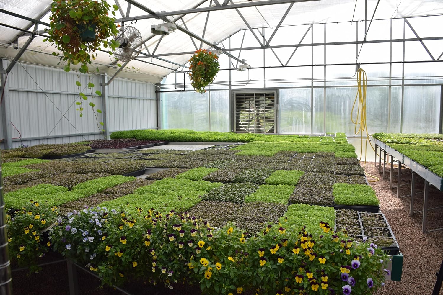 BeMicro Wholefood Microgreens - USA Grown, Small Batch, Nrf2 Activation - Broccoli, Cabbage & Radish Blend (5g) - görsel 5