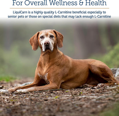 Rx Vitamins LiquiCarn - Pure L-Carnitine for Dogs and Cats, Bacon-Liver Flavour, 4 oz – Image 2